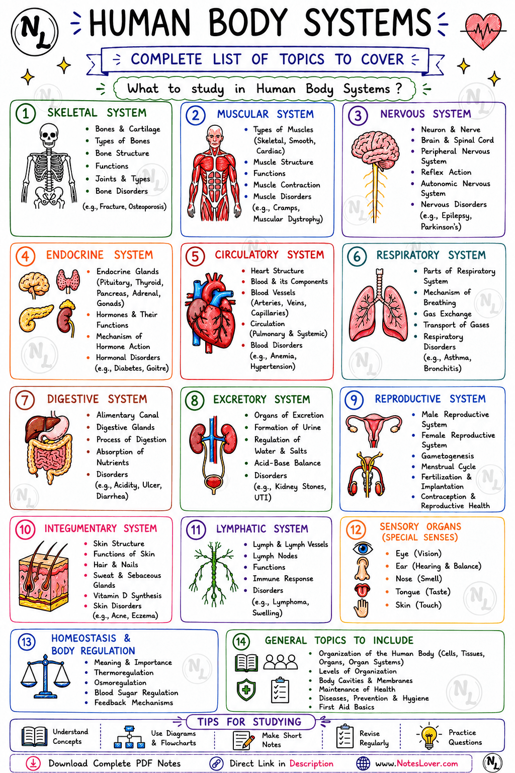 Human Body Systems Complete Notes (Skeletal to Homeostasis) for SSC, Railway, UPSC & State Exams thumbnail